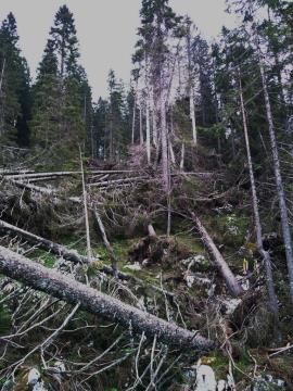 Gozdovi na kamniškem v tednu gozdov 2023 - Gozd prihodnosti (4)